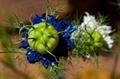 fennel flower